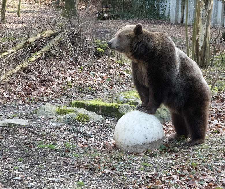 Braunbärin SIDDY am 23. Februar 2019 auf der Außenanlage im Grünen Zoo Wuppertal