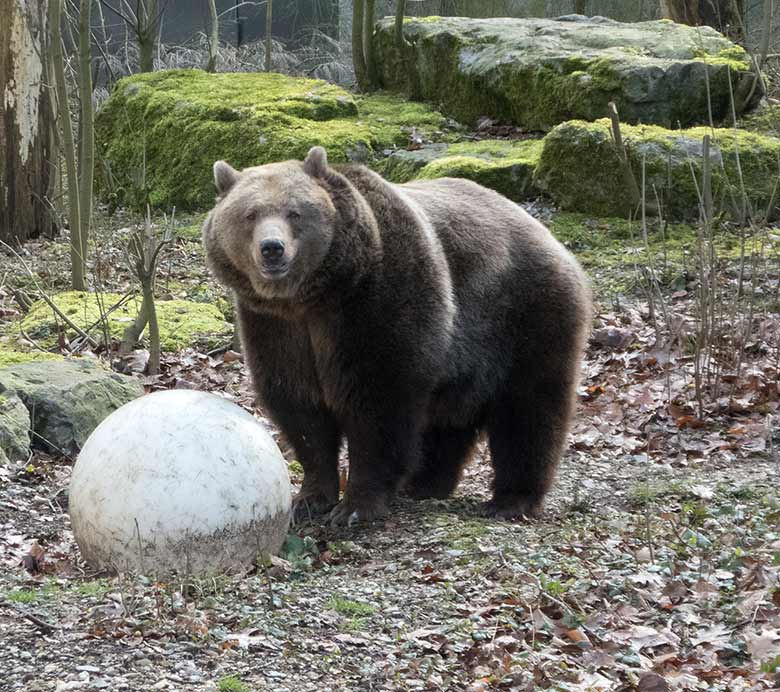 Braunbärin SIDDY am 23. Februar 2019 auf der Außenanlage im Zoologischen Garten der Stadt Wuppertal