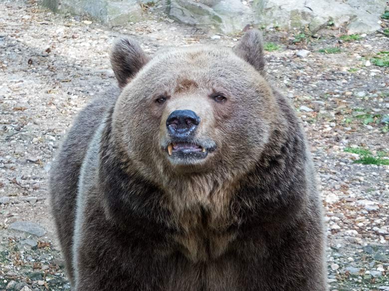 Braunbärin SIDDY am 16. April 2019 auf der Außenanlage im Wuppertaler Zoo