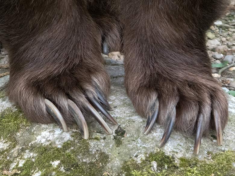 Krallen der Braunbärin SIDDY am 16. April 2019 auf der Außenanlage im Zoologischen Garten der Stadt Wuppertal