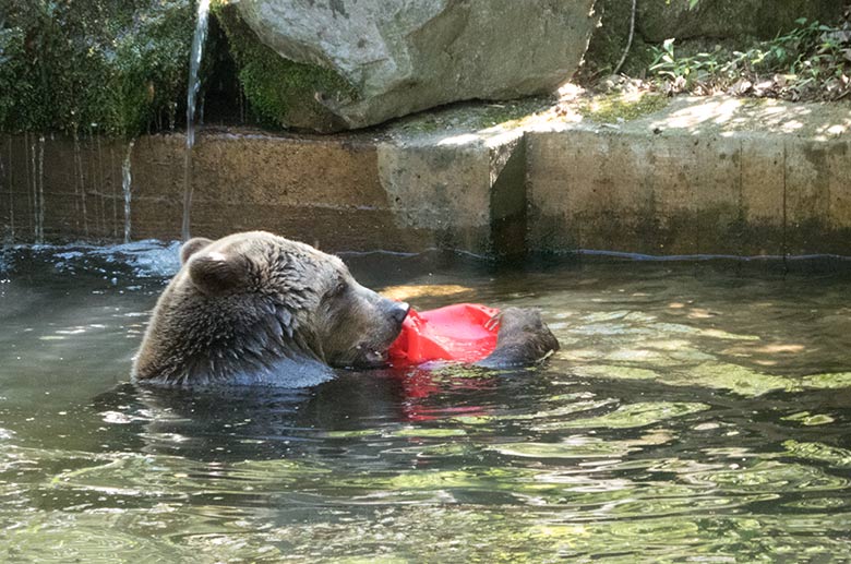 Braunbärin SIDDY am 20. April 2019 auf der Außenanlage im Zoologischen Garten Wuppertal