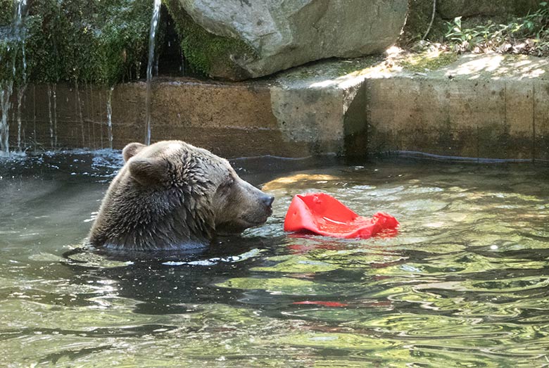 Braunbärin SIDDY am 20. April 2019 auf der Außenanlage im Grünen Zoo Wuppertal