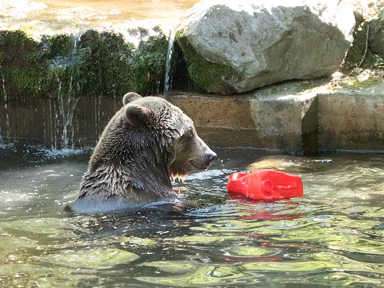 Braunbärin SIDDY am 20. April 2019 auf der Außenanlage im Zoologischen Garten der Stadt Wuppertal