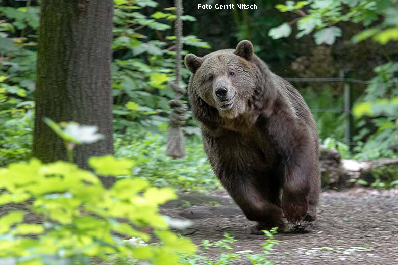 Braunbärin SIDDY am 16. Mai 2019 auf der Braunbären-Außenanlage im Zoo Wuppertal (Foto Gerrit Nitsch)