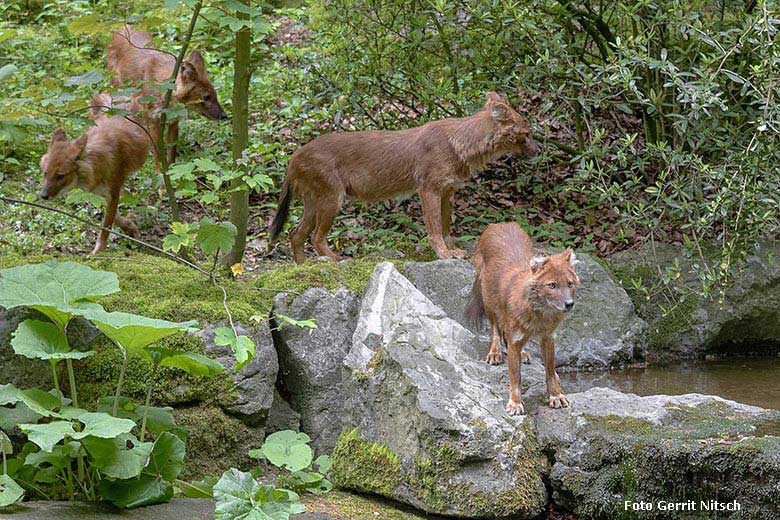 Asiatische Rothunde am 16. Mai 2019 auf der Braunbären-Außenanlage im Zoologischen Garten der Stadt Wuppertal (Foto Gerrit Nitsch)