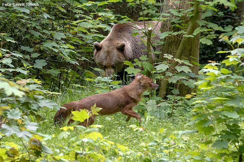 Braunbärin SIDDY und Asiatischer Rothund am 16. Mai 2019 auf der Braunbären-Außenanlage im Wuppertaler Zoo (Foto Gerrit Nitsch)