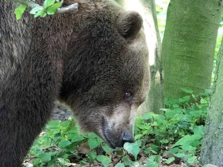 Braunbärin SIDDY am 25. Mai 2019 auf der Außenanlage im Zoologischen Garten Wuppertal