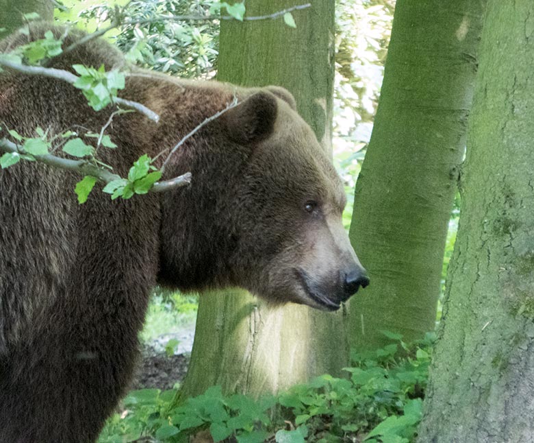 Braunbärin SIDDY am 25. Mai 2019 auf der Außenanlage im Wuppertaler Zoo