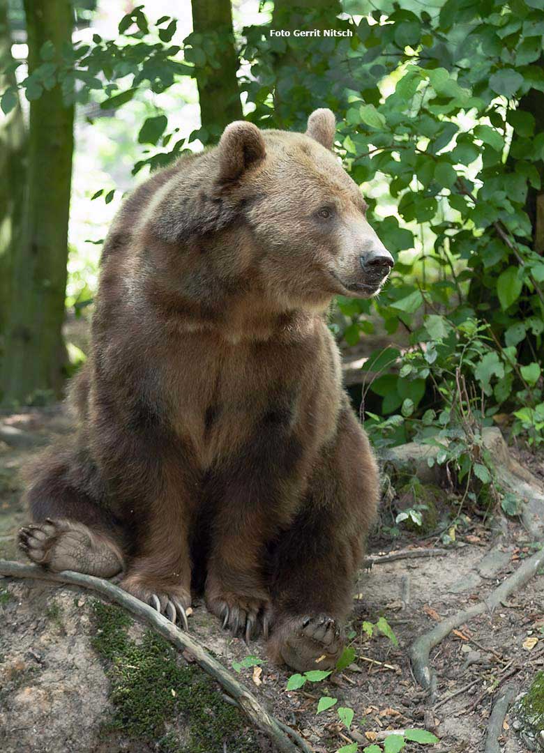 Braunbärin SIDDY am 8. August 2019 auf der Außenanlage im Grünen Zoo Wuppertal (Foto Gerrit Nitsch)