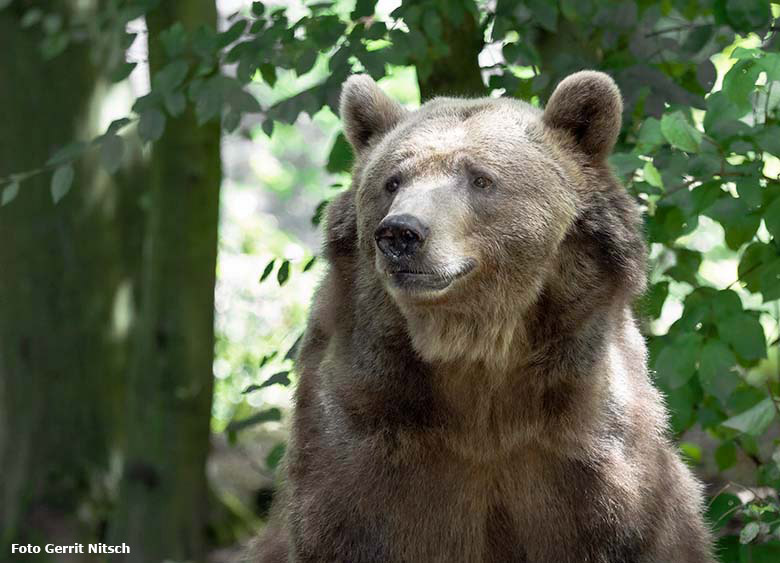 Braunbärin SIDDY am 8. August 2019 auf der Außenanlage im Zoologischen Garten Wuppertal (Foto Gerrit Nitsch)