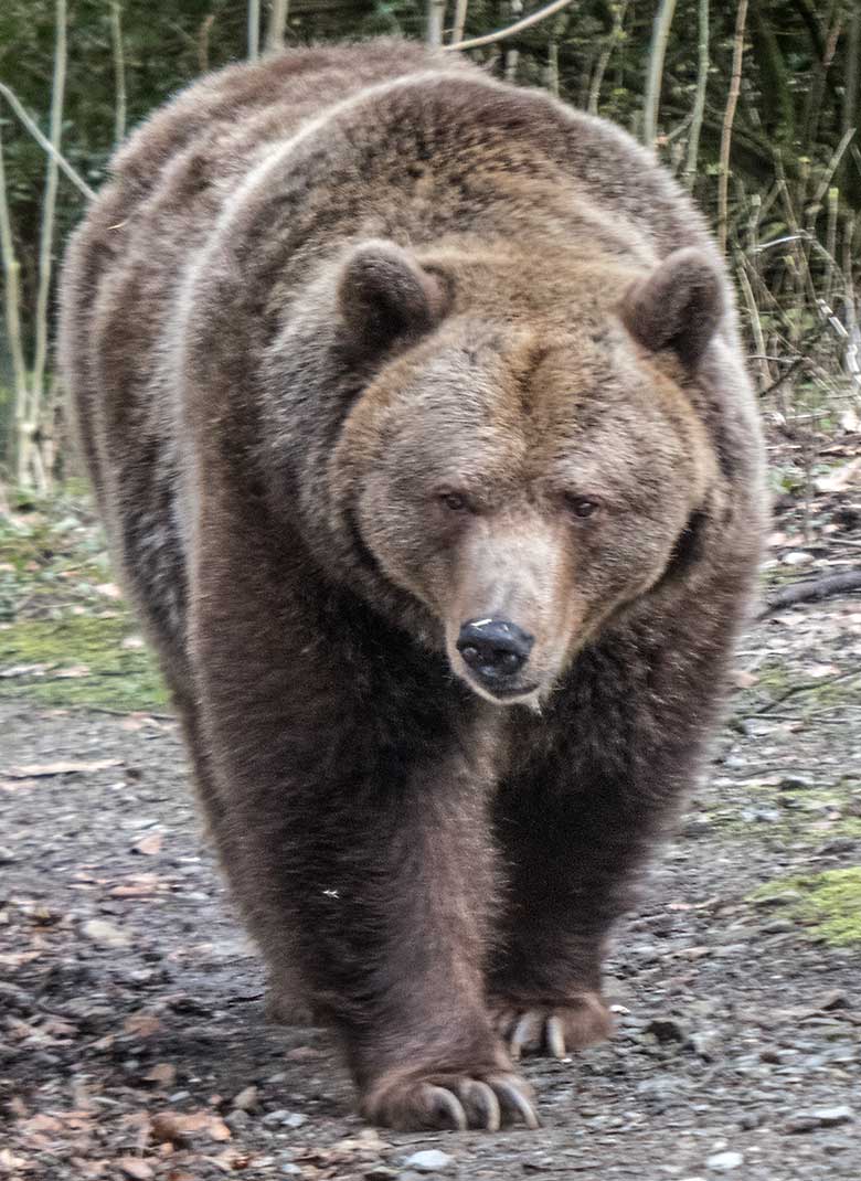 Braunbärin SIDDY am 9. März 2020 auf der Außenanlage im Grünen Zoo Wuppertal