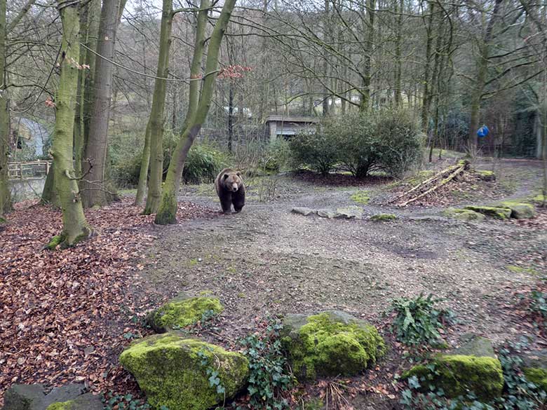 Braunbärin SIDDY am 9. März 2020 auf der Außenanlage im Zoologischen Garten Wuppertal