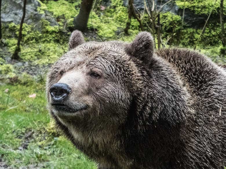 Braunbärin SIDDY am 11. März 2020 auf der Außenanlage im Wuppertaler Zoo