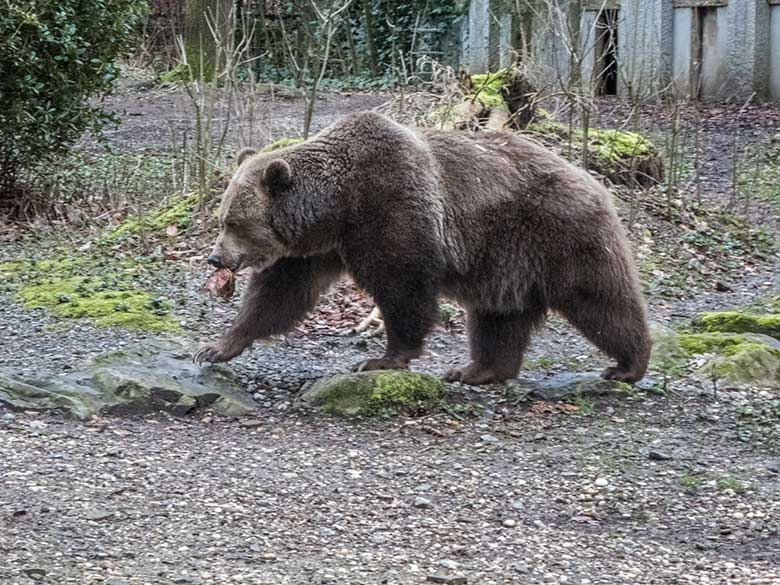 Braunbärin SIDDY am 13. März 2020 auf der Außenanlage im Grünen Zoo Wuppertal