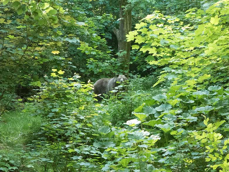 Braunbärin SIDDY am 15. Mai 2020 auf der zugewucherten Außenanlage im Grünen Zoo Wuppertal