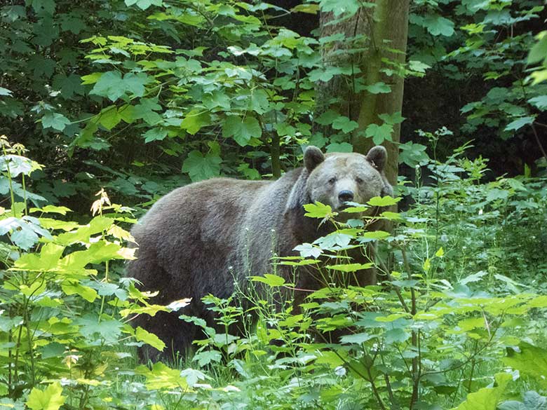 Braunbärin SIDDY am 15. Mai 2020 auf der Außenanlage im Zoologischen Garten Wuppertal