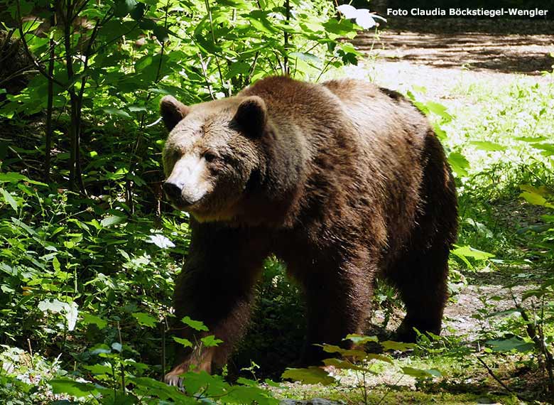 Braunbärin SIDDY am 12. Juni 2020 auf der Außenanlage der Braunbären im Grünen Zoo Wuppertal (Foto Claudia Böckstiegel-Wengler)