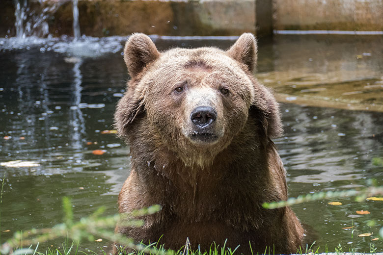 Braunbärin SIDDY am 28. Juli 2020 im Wasser auf der Außenanlage im Wuppertaler Zoo