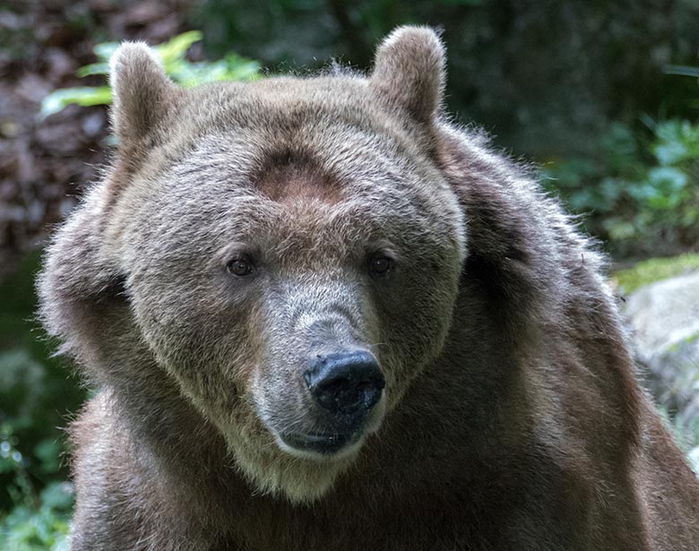 Braunbärin SIDDY am 28. Juli 2020 auf der Außenanlage im Grünen Zoo Wuppertal