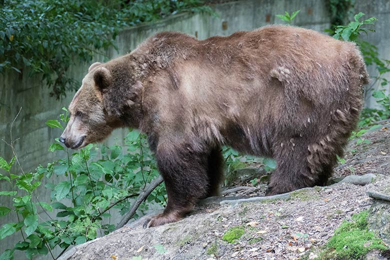 Braunbärin SIDDY am 28. Juli 2020 auf der Außenanlage im Zoologischen Garten Wuppertal