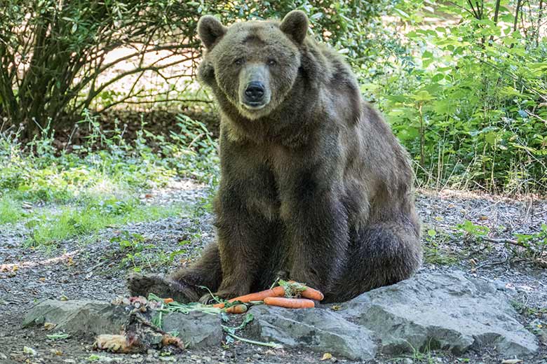 Braunbärin SIDDY am 31. Juli 2020 auf der Außenanlage im Grünen Zoo Wuppertal