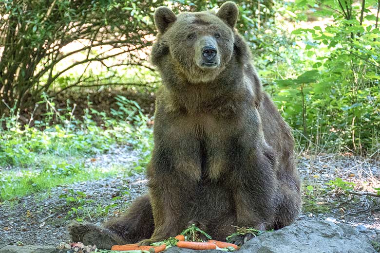 Braunbärin SIDDY am 31. Juli 2020 auf der Außenanlage im Zoologischen Garten Wuppertal