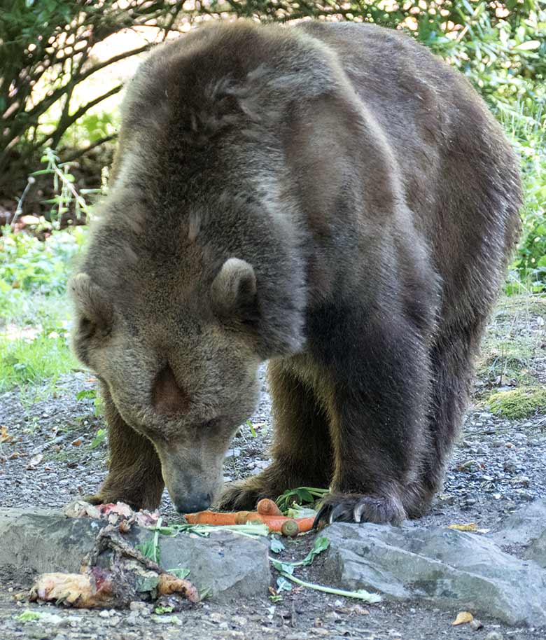 Braunbärin SIDDY am 31. Juli 2020 auf der Außenanlage im Wuppertaler Zoo