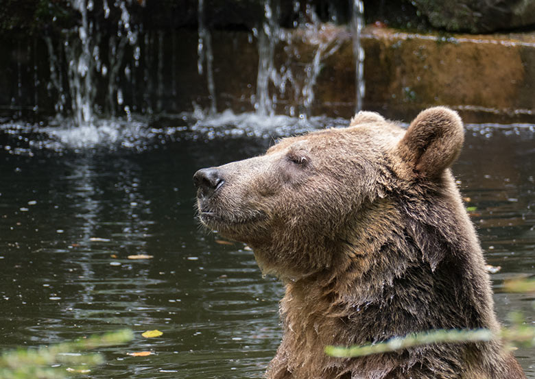 Braunbärin SIDDY am 9. August 2020 im Wasser der Außenanlage im Zoo Wuppertal