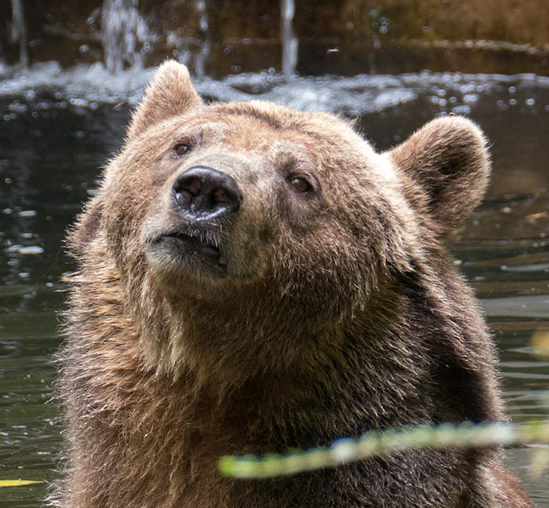 Braunbärin SIDDY am 9. August 2020 im Wasser der Außenanlage im Grünen Zoo Wuppertal