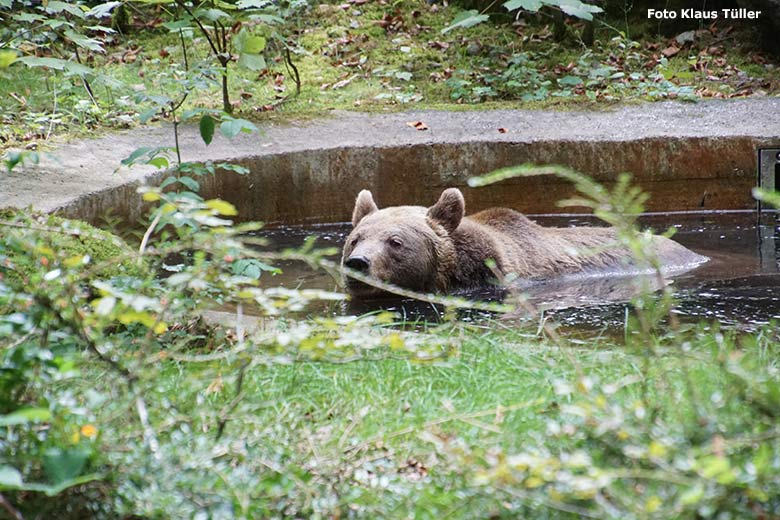 Braunbärin SIDDY am 9. September 2020 im Wasser der Außenanlage im Zoologischen Garten der Stadt Wuppertal (Foto Klaus Tüller)