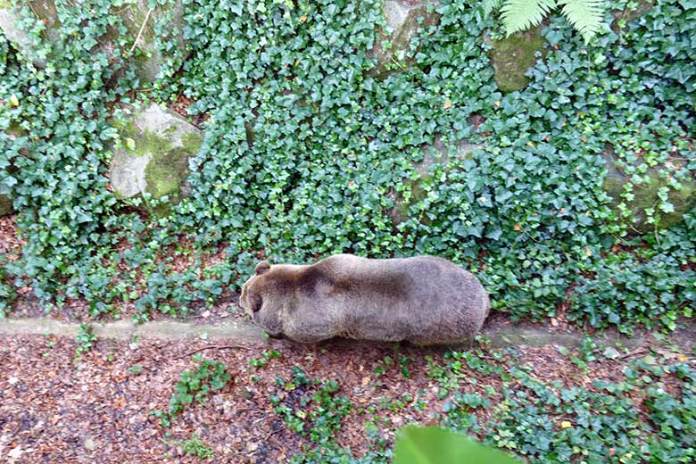 Braunbärin SIDDY am 16. September 2020 im Graben der Außenanlage im Zoologischen Garten Wuppertal