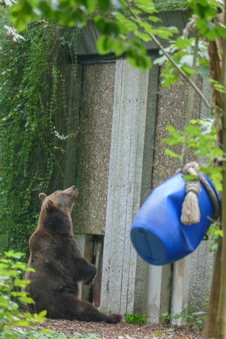 Sitzende Braunbärin SIDDY am 16. September 2020 auf der Außenanlage im Grünen Zoo Wuppertal