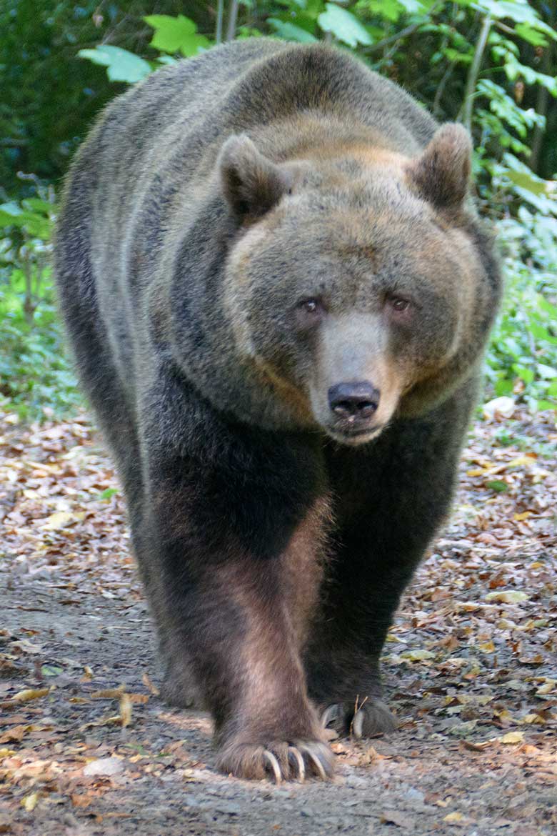 Braunbärin SIDDY am 16. September 2020 auf der Außenanlage im Zoologischen Garten der Stadt Wuppertal