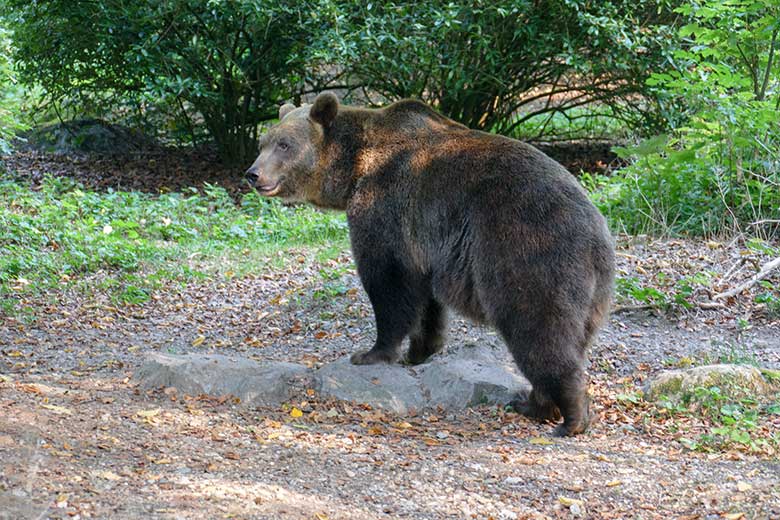 Braunbärin SIDDY am 16. September 2020 auf der Außenanlage im Zoo Wuppertal