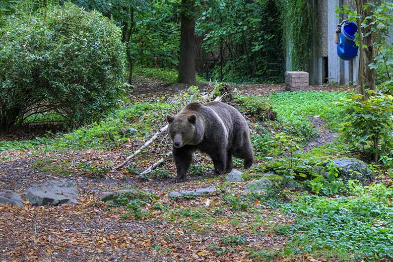 Braunbärin SIDDY am 25. September 2020 auf der Außenanlage im Grünen Zoo Wuppertal