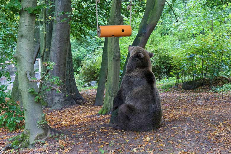 Braunbärin SIDDY am 25. September 2020 auf der Außenanlage im Zoologischen Garten der Stadt Wuppertal