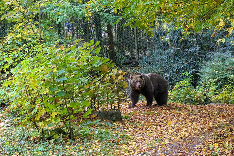 Braunbärin SIDDY am 24. Oktober 2020 auf der Außenanlage im Grünen Zoo Wuppertal