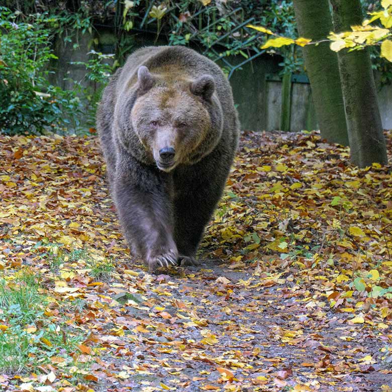 Braunbärin SIDDY am 24. Oktober 2020 auf der Außenanlage im Zoo Wuppertal