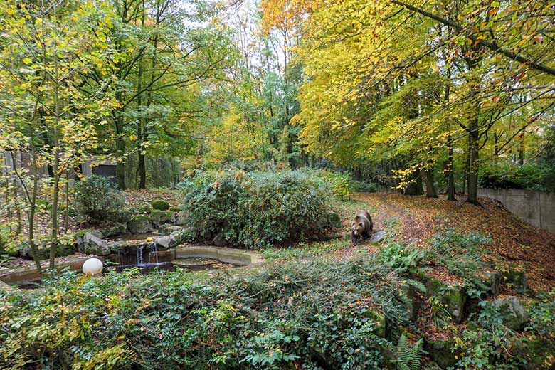 Braunbärin SIDDY am 24. Oktober 2020 auf der Außenanlage im Wuppertaler Zoo