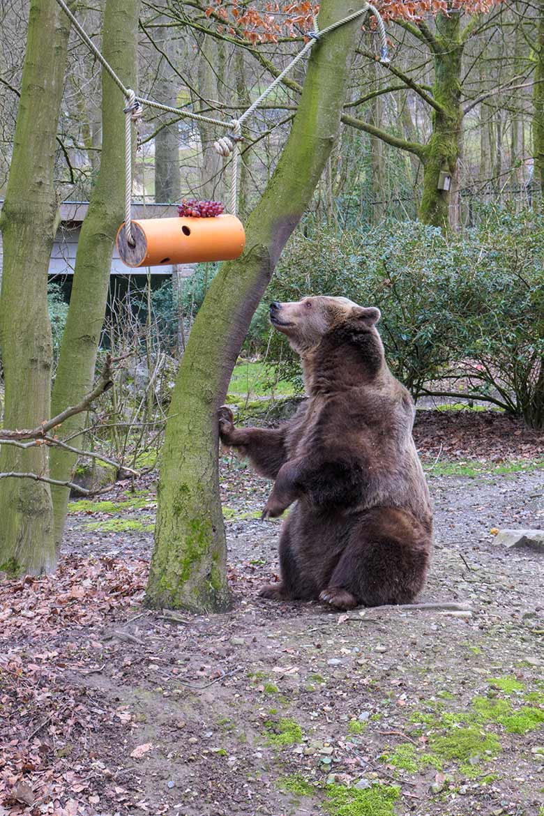 Braunbärin SIDDY mit Weintrauben am 12. März 2021 auf der Braunbären-Außenanlage im Zoologischen Garten Wuppertal