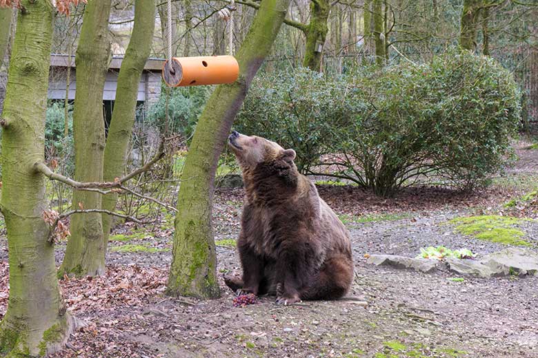 Braunbärin SIDDY mit Weintrauben am 12. März 2021 auf der Braunbären-Außenanlage im Zoo Wuppertal