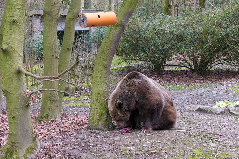 Braunbärin SIDDY mit Weintrauben am 12. März 2021 auf der Braunbären-Außenanlage im Zoologischen Garten der Stadt Wuppertal