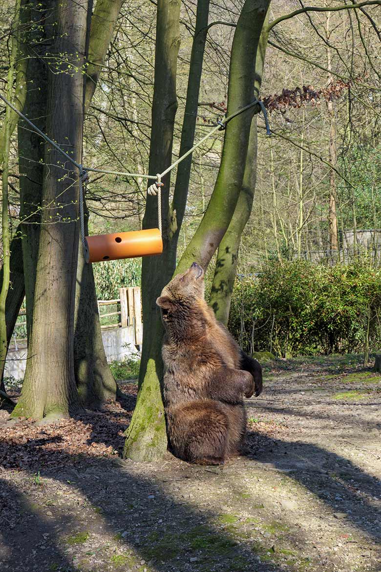 Braunbärin SIDDY am 30. März 2021 auf der Braunbären-Außenanlage im Grünen Zoo Wuppertal