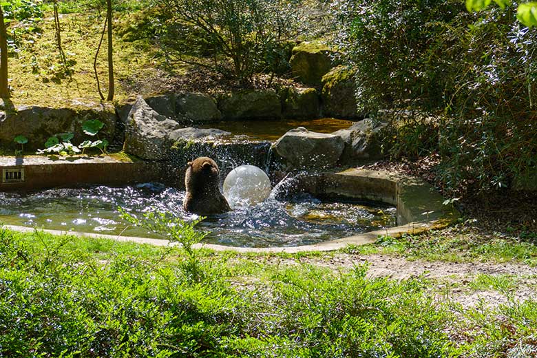 Braunbärin SIDDY am 28. April 2021 im Wasser der Außenanlage im Zoologischen Garten der Stadt Wuppertal