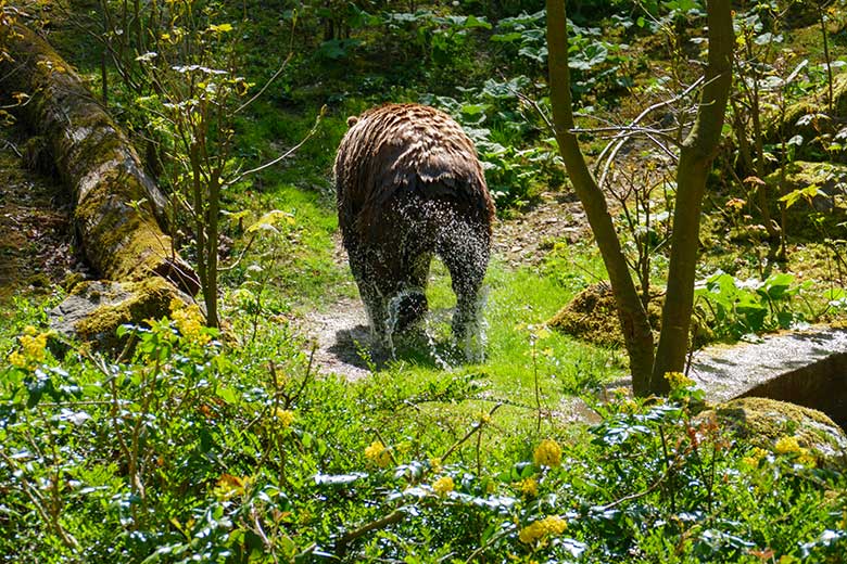 Braunbärin SIDDY am 28. April 2021 nach dem Bad im Wasser der Außenanlage im Zoologischen Garten Wuppertal