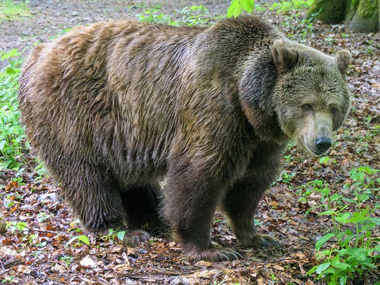 Braunbärin Siddy am 15. Mai 2021 auf der Braunbär-Anlage im Wuppertaler Zoo