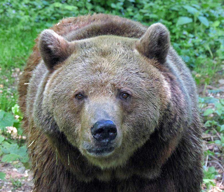 Braunbärin Siddy am 29. Mai 2021 auf der Braunbär-Anlage im Grünen Zoo Wuppertal