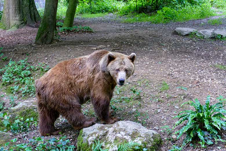 Braunbärin SIDDY am 7. Juli 2021 auf der Außenanlage im Zoologischen Garten Wuppertal