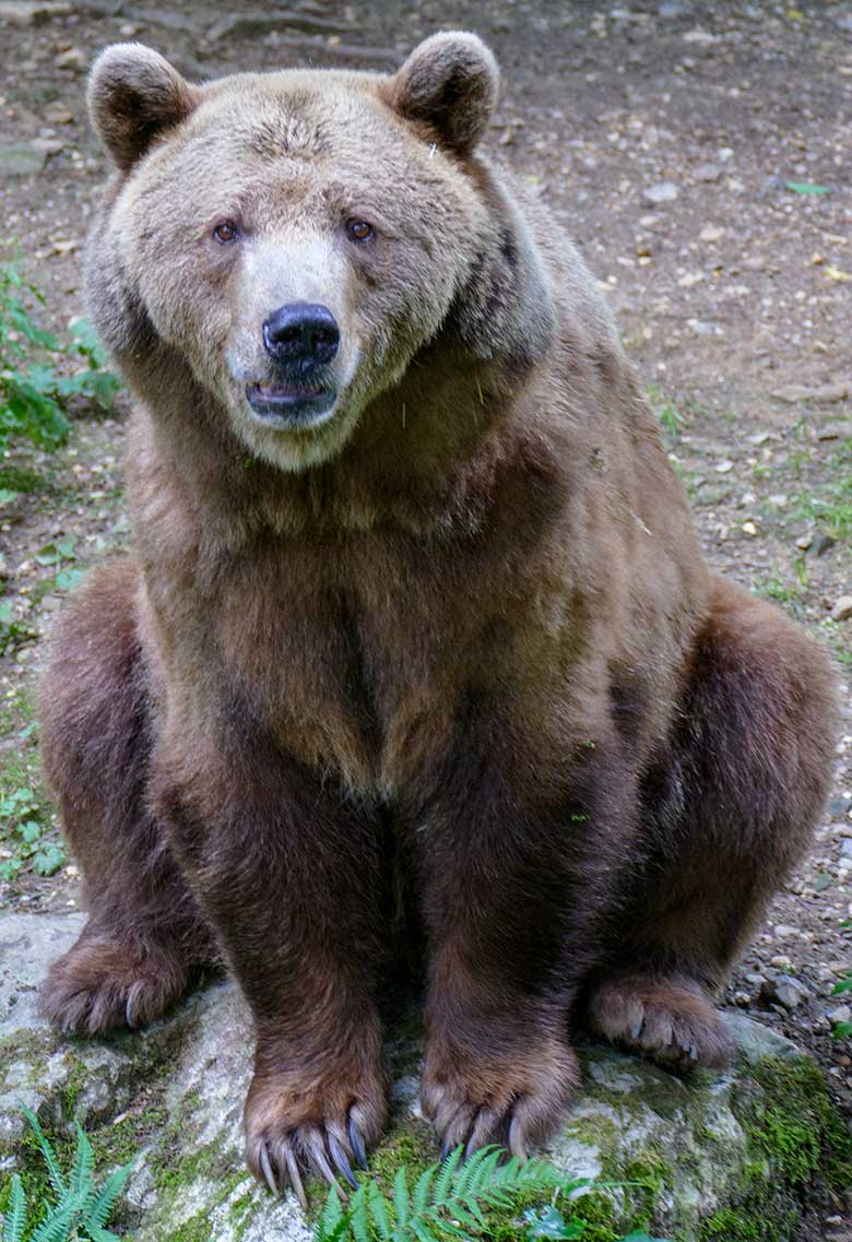 Braunbärin SIDDY am 7. Juli 2021 auf der Außenanlage im Zoo Wuppertal