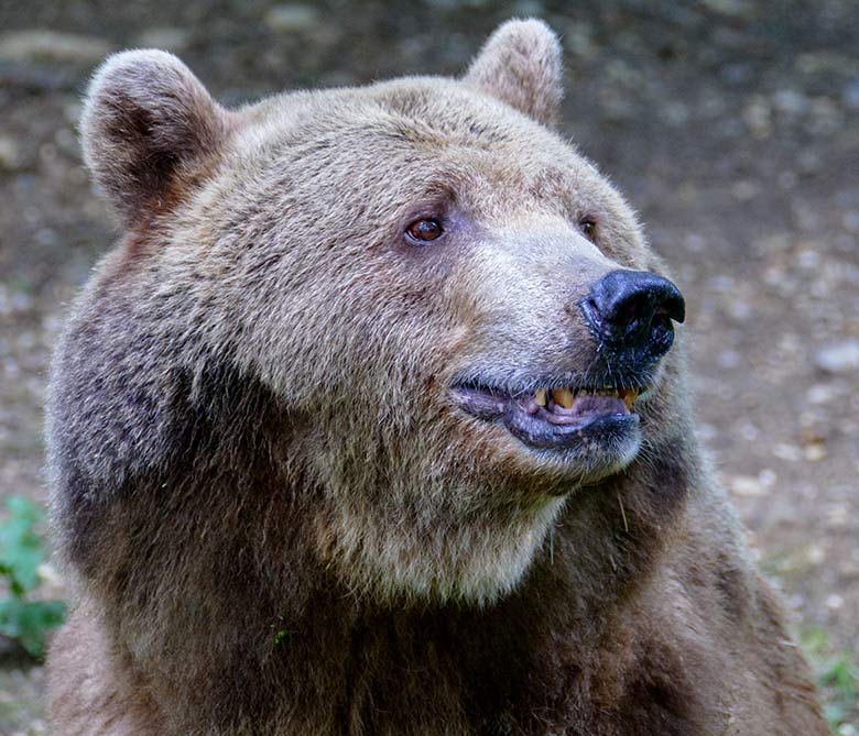 Braunbärin SIDDY am 7. Juli 2021 auf der Außenanlage im Grünen Zoo Wuppertal